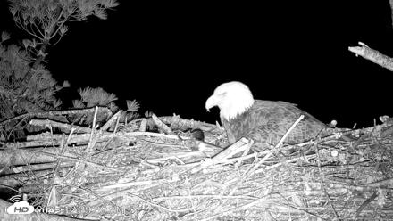 VINS Bald Eagles Nest Live Cams - May 3, 2026, 12:40am EDT