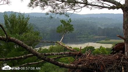 VINS Bald Eagles Nest Live Cams - Jul 15, 2026, 8:58am EDT