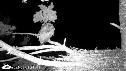 VINS Bald Eagles Nest Live Cams - Jul 26, 2026, 3:02am EDT