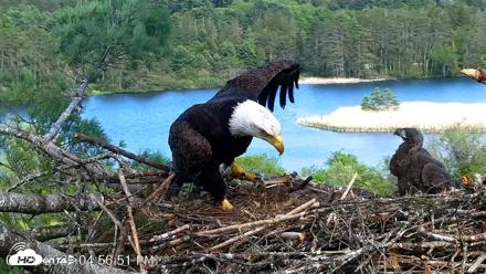 VINS Bald Eagles Nest Live Cams - May 20, 2026, 4:57pm EDT