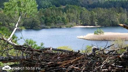 VINS Bald Eagles Nest Live Cams - May 10, 2026, 1:51pm EDT