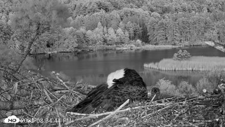 VINS Bald Eagles Nest Live Cams - May 21, 2026, 8:35pm EDT