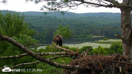 VINS Bald Eagles Nest Live Cams - Jul 16, 2026, 5:19pm EDT