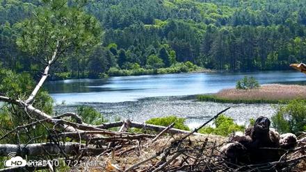 VINS Bald Eagles Nest Live Cams - Jun 2, 2026, 10:18am EDT