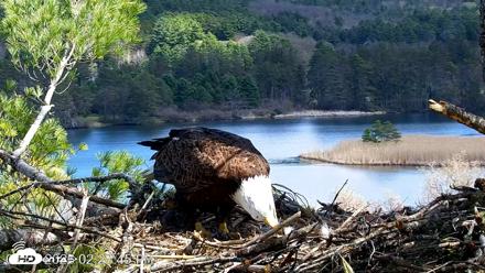 VINS Bald Eagles Nest Live Cams - Apr 27, 2026, 2:28pm EDT