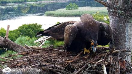 VINS Bald Eagles Nest Live Cams - Aug 22, 2026, 11:00am EDT