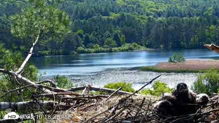 VINS Bald Eagles Nest Live Cams - Jun 2, 2026, 10:19am EDT