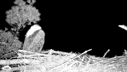 VINS Bald Eagles Nest Live Cams - Jun 2, 2026, 3:41am EDT