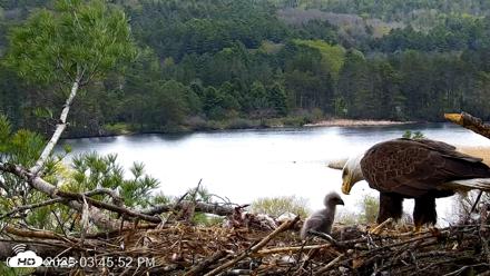 VINS Bald Eagles Nest Live Cams - May 5, 2026, 3:46pm EDT