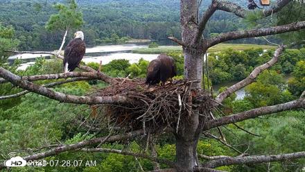 VINS Bald Eagles Nest Live Cams - Aug 17, 2026, 7:29am EDT