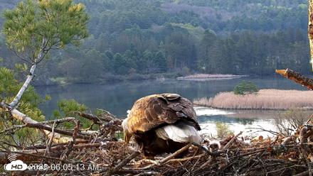 VINS Bald Eagles Nest Live Cams - May 5, 2026, 6:05am EDT