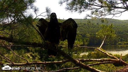 VINS Bald Eagles Nest Live Cams - Jul 24, 2026, 10:50am EDT