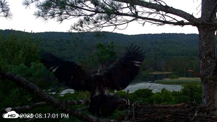 VINS Bald Eagles Nest Live Cams - Jul 20, 2026, 8:17pm EDT
