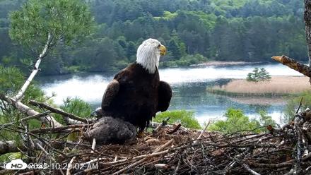 VINS Bald Eagles Nest Live Cams - May 20, 2026, 10:21am EDT