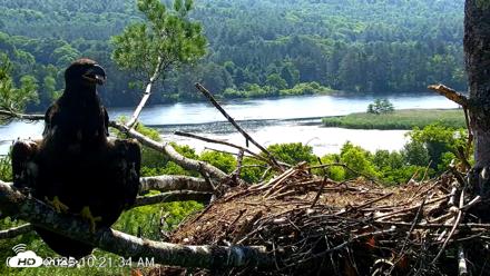 VINS Bald Eagles Nest Live Cams - Jul 3, 2026, 10:22am EDT
