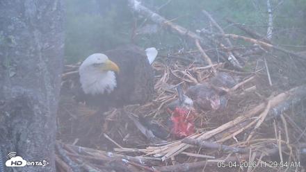 VINS Bald Eagles Nest Live Cams - May 4, 2026, 11:30am EDT