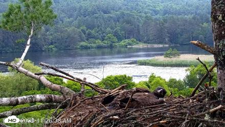 VINS Bald Eagles Nest Live Cams - Jun 26, 2026, 11:27am EDT