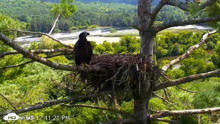 VINS Bald Eagles Nest Live Cams - Aug 12, 2026, 12:42pm EDT