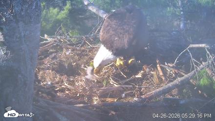 VINS Bald Eagles Nest Live Cams - Apr 26, 2026, 5:29pm EDT