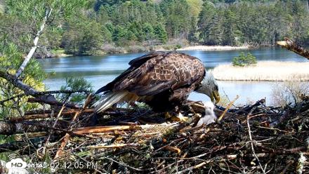VINS Bald Eagles Nest Live Cams - May 2, 2026, 2:42pm EDT