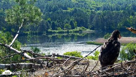 VINS Bald Eagles Nest Live Cams - Jun 3, 2026, 9:41am EDT