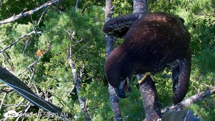 VINS Bald Eagles Nest Live Cams - Jul 27, 2026, 10:56am EDT