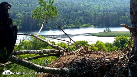 VINS Bald Eagles Nest Live Cams - Jul 3, 2026, 10:36am EDT