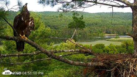 VINS Bald Eagles Nest Live Cams - Jul 26, 2026, 4:52pm EDT