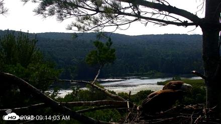 VINS Bald Eagles Nest Live Cams - Jul 21, 2026, 9:14am EDT