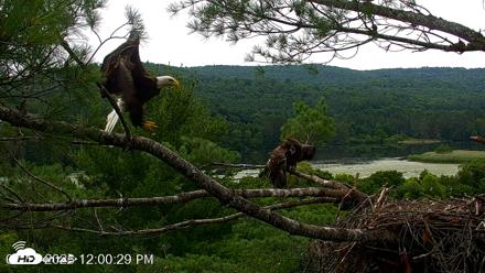 VINS Bald Eagles Nest Live Cams - Jul 18, 2026, 12:02pm EDT