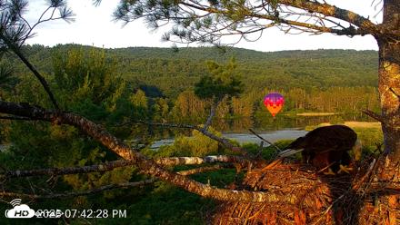 VINS Bald Eagles Nest Live Cams - Jul 8, 2026, 7:43pm EDT