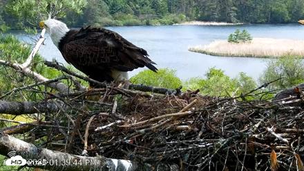 VINS Bald Eagles Nest Live Cams - May 19, 2026, 1:40pm EDT
