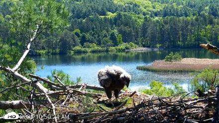 VINS Bald Eagles Nest Live Cams - May 22, 2026, 10:51am EDT