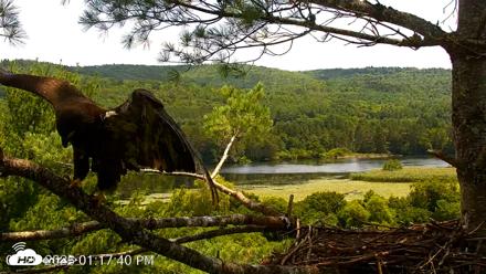 VINS Bald Eagles Nest Live Cams - Jul 20, 2026, 1:18pm EDT