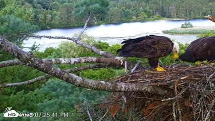 VINS Bald Eagles Nest Live Cams - Jul 22, 2026, 7:26pm EDT