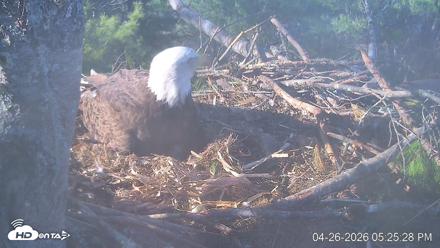 VINS Bald Eagles Nest Live Cams - Apr 26, 2026, 5:26pm EDT