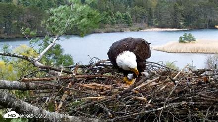 VINS Bald Eagles Nest Live Cams - May 3, 2026, 2:24pm EDT