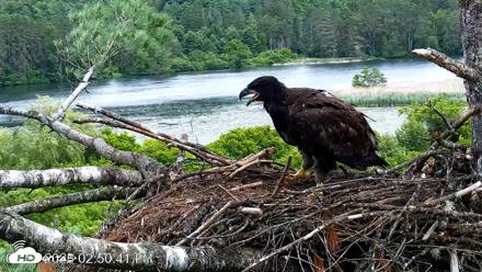 VINS Bald Eagles Nest Live Cams - Jun 23, 2026, 2:51pm EDT