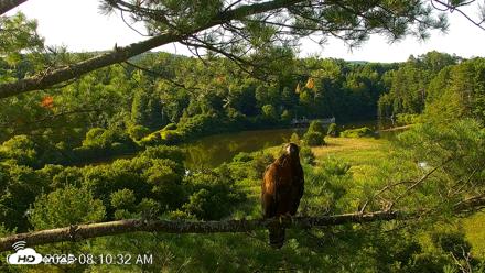 VINS Bald Eagles Nest Live Cams - Jul 23, 2026, 8:11am EDT