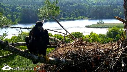 VINS Bald Eagles Nest Live Cams - Jul 3, 2026, 9:58am EDT
