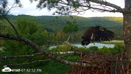 VINS Bald Eagles Nest Live Cams - Jul 9, 2026, 7:43pm EDT