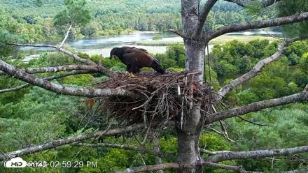 VINS Bald Eagles Nest Live Cams - Aug 12, 2026, 3:00pm EDT