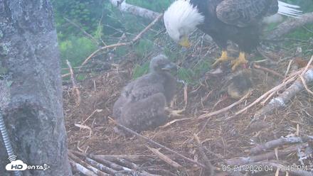VINS Bald Eagles Nest Live Cams - May 21, 2026, 4:18pm EDT