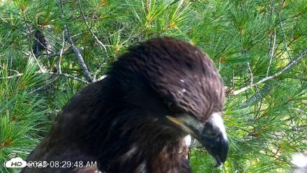 VINS Bald Eagles Nest Live Cams - Jul 26, 2026, 8:30am EDT
