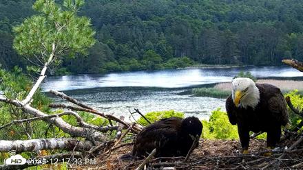 VINS Bald Eagles Nest Live Cams - Jun 16, 2026, 12:18pm EDT