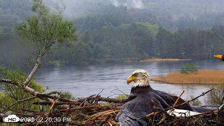 VINS Bald Eagles Nest Live Cams - May 6, 2026, 2:21pm EDT