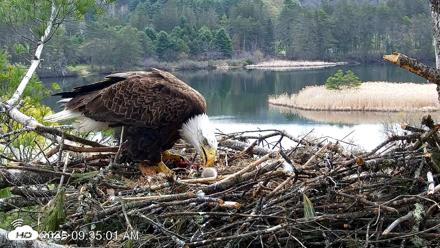 VINS Bald Eagles Nest Live Cams - Apr 29, 2026, 9:35am EDT