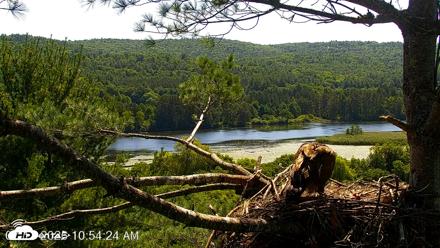 VINS Bald Eagles Nest Live Cams - Jul 17, 2026, 10:55am EDT