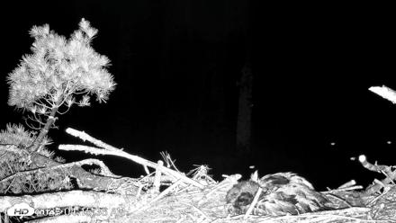 VINS Bald Eagles Nest Live Cams - Jun 18, 2026, 4:16am EDT