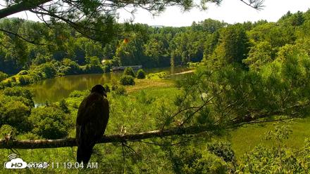 VINS Bald Eagles Nest Live Cams - Jul 24, 2026, 11:19am EDT